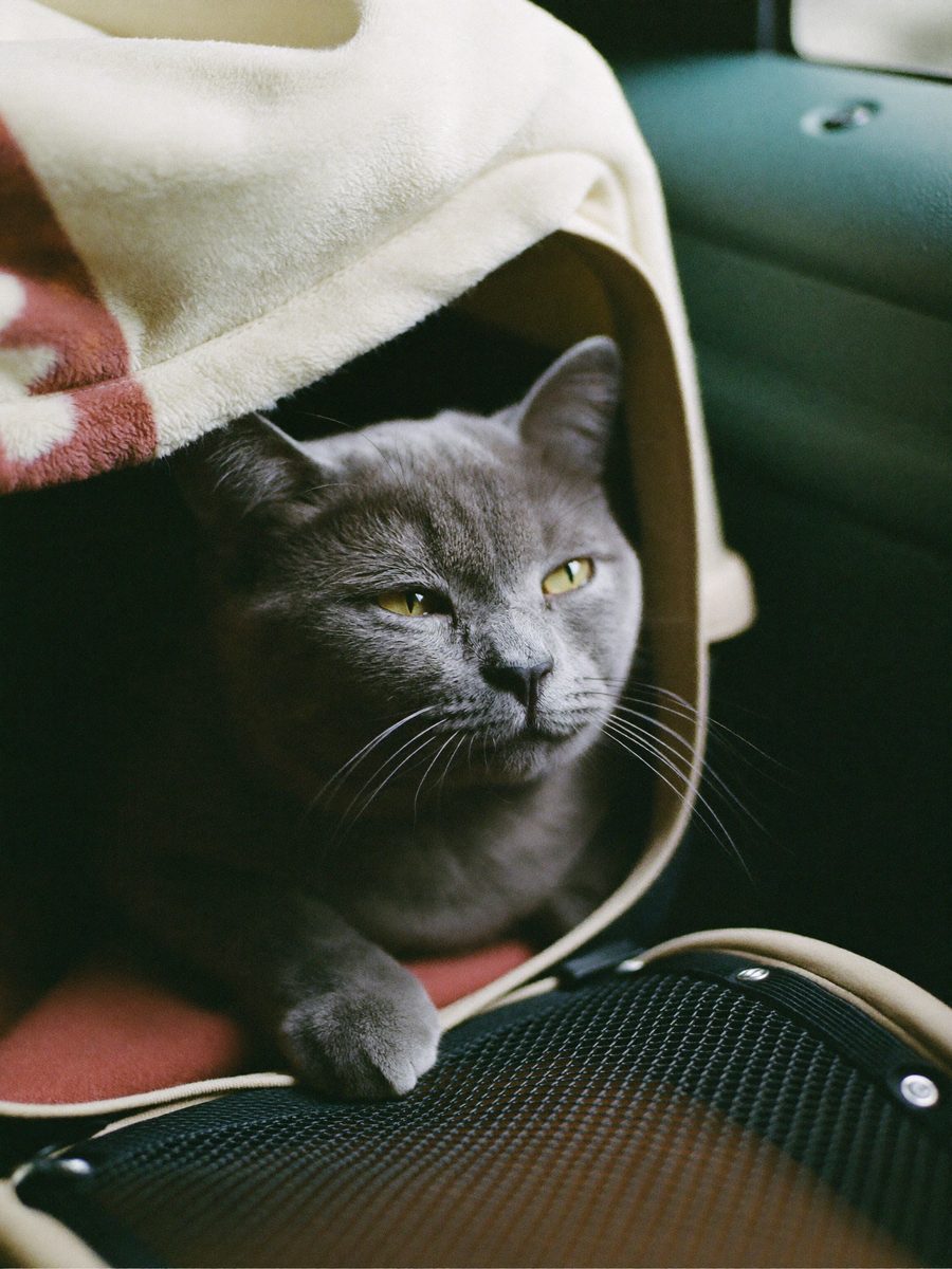 Taşıma kabının içinde, üzerine krem battaniye serilmiş, gözleri yarı kapalı sakin bir British Shorthair kedi.